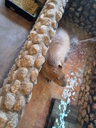 おさるの湯もみ処　おさ湯に投稿された画像（2025/11/27）