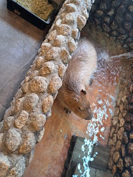 おさるの湯もみ処　おさ湯に投稿された画像（2025/11/27）