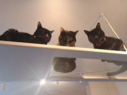 おさるの湯もみ処　おさ湯に投稿された画像（2025/11/27）