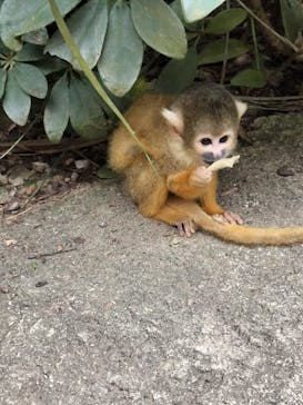 石垣やいま村に投稿された画像（2025/11/27）