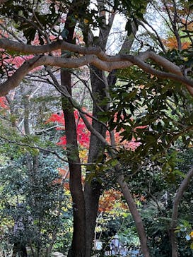 三溪園に投稿された画像（2025/11/27）