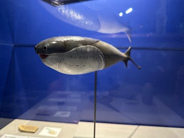 特別展「大絶滅展―生命史のビッグファイブ」に投稿された画像（2025/11/27）