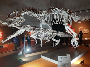 特別展「大絶滅展―生命史のビッグファイブ」に投稿された画像（2025/11/27）