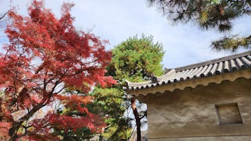 元離宮二条城に投稿された画像（2025/11/27）