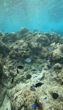 武藤潜水に投稿された画像（2025/11/27）