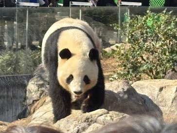 恩賜上野動物園に投稿された画像（2025/11/27）