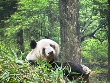 恩賜上野動物園に投稿された画像（2025/11/27）