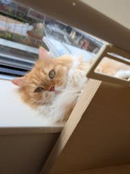 Cat Café MOFF グランベリーパーク店に投稿された画像（2025/11/27）