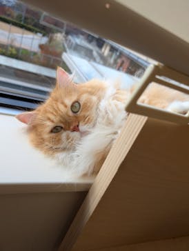 Cat Café MOFF グランベリーパーク店に投稿された画像（2025/11/27）