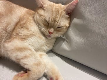 猫カフェモカ　イオンレイクタウン店に投稿された画像（2025/11/27）