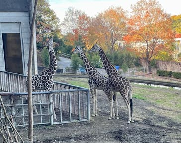名古屋市東山動植物園に投稿された画像（2025/11/27）