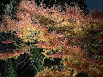 国営昭和記念公園 秋の夜散歩に投稿された画像（2025/11/27）