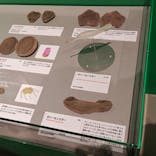 特別展「大絶滅展―生命史のビッグファイブ」に投稿された画像（2025/11/27）