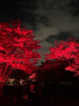 NAKED meets 二条城 2025 観月に投稿された画像（2025/11/27）