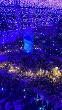 江の島シーキャンドルに投稿された画像（2025/11/27）