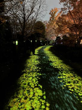 国営昭和記念公園 秋の夜散歩に投稿された画像（2025/11/27）