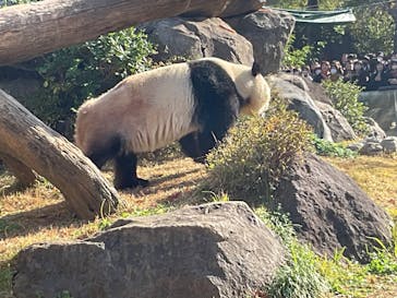 恩賜上野動物園に投稿された画像（2025/11/27）