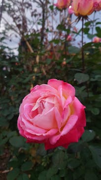 西武園ゆうえんちに投稿された画像（2025/11/27）