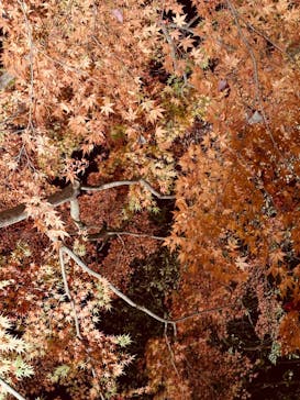 名古屋市東山動植物園に投稿された画像（2025/11/27）