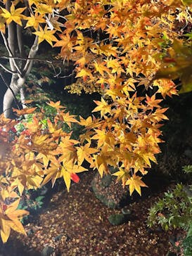 国営昭和記念公園 秋の夜散歩に投稿された画像（2025/11/27）