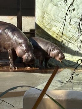 恩賜上野動物園に投稿された画像（2025/11/28）