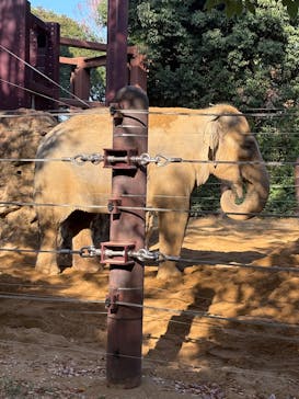 恩賜上野動物園に投稿された画像（2025/11/28）