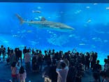 沖縄美ら海水族館に投稿された画像（2025/11/28）