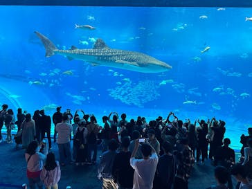 沖縄美ら海水族館に投稿された画像（2025/11/28）
