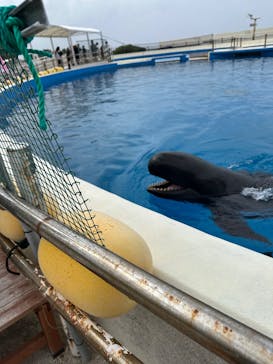 沖縄美ら海水族館に投稿された画像（2025/11/28）
