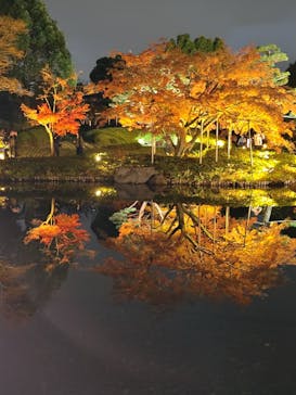 国営昭和記念公園 秋の夜散歩に投稿された画像（2025/11/28）