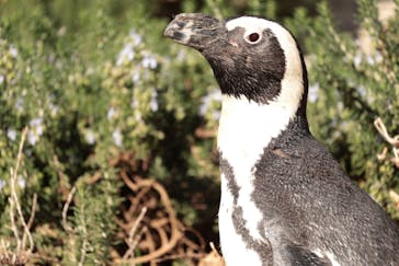 サンシャイン水族館に投稿された画像（2025/11/28）