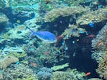 沖縄美ら海水族館に投稿された画像（2025/11/28）