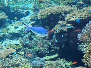 沖縄美ら海水族館に投稿された画像（2025/11/28）
