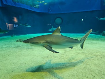 沖縄美ら海水族館に投稿された画像（2025/11/28）