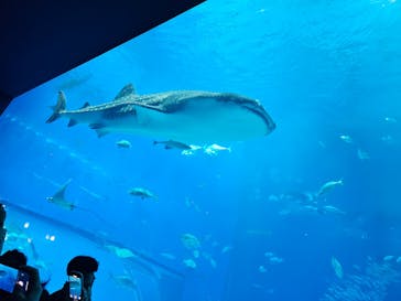 沖縄美ら海水族館に投稿された画像（2025/11/28）