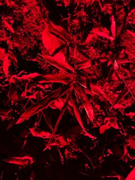 ニジゲンノモリに投稿された画像（2025/11/28）