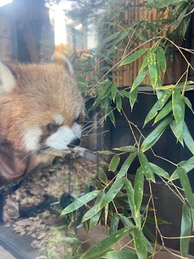 恩賜上野動物園に投稿された画像（2025/11/28）