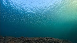 ダイビングショップNANAに投稿された画像（2025/11/28）