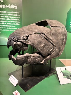 特別展「大絶滅展―生命史のビッグファイブ」に投稿された画像（2025/11/28）