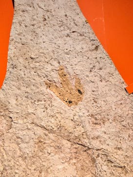 特別展「大絶滅展―生命史のビッグファイブ」に投稿された画像（2025/11/28）