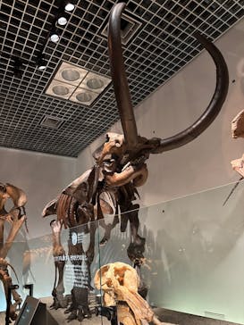 特別展「大絶滅展―生命史のビッグファイブ」に投稿された画像（2025/11/28）