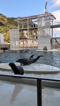 城崎マリンワールドに投稿された画像（2025/11/28）
