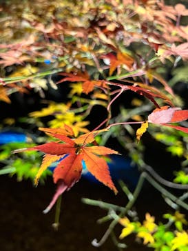 六義園に投稿された画像（2025/11/28）