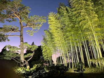 国営昭和記念公園 秋の夜散歩に投稿された画像（2025/11/28）