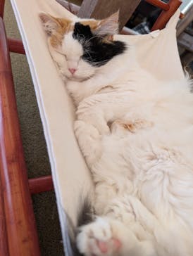 猫カフェモカ　池袋東口店に投稿された画像（2025/11/28）