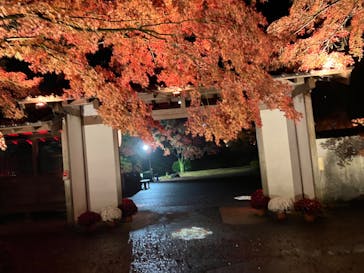 修善寺虹の郷に投稿された画像（2025/11/28）