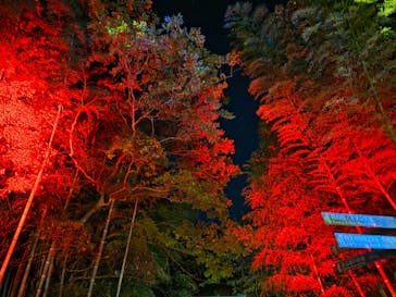 ニジゲンノモリに投稿された画像（2025/11/28）