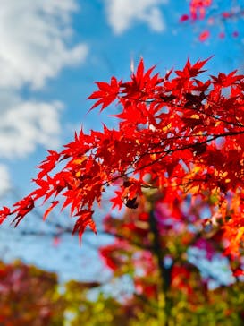 博物館 明治村に投稿された画像（2025/11/28）