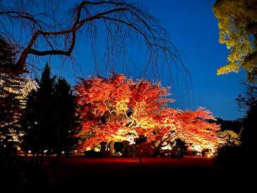 六義園に投稿された画像（2025/11/28）