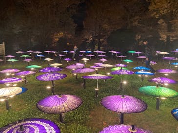 国営昭和記念公園 秋の夜散歩に投稿された画像（2025/11/28）